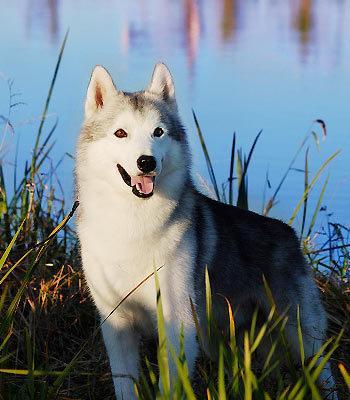 火梗犬的特长与魅力（以宠物为主的多才多艺的犬种）