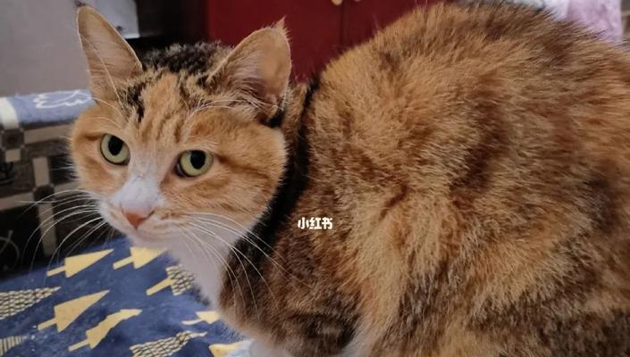 鸡肝是否适合喂养猫咪（解答关于猫咪食用鸡肝的疑问）