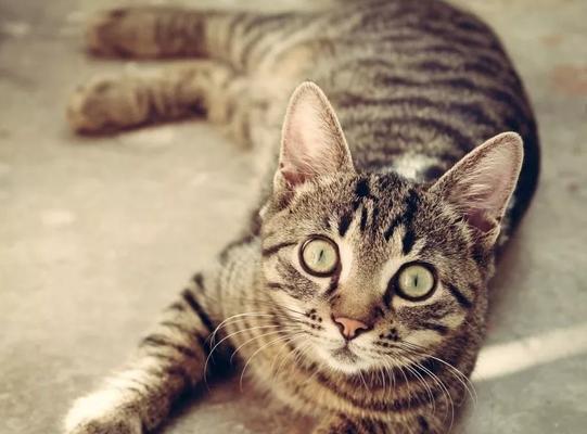 鸡肝是否适合喂养猫咪（解答关于猫咪食用鸡肝的疑问）