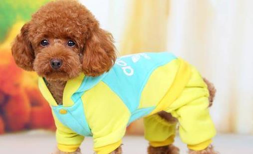 养宠犬，养出健康、快乐家庭（家宠狗养什么好）
