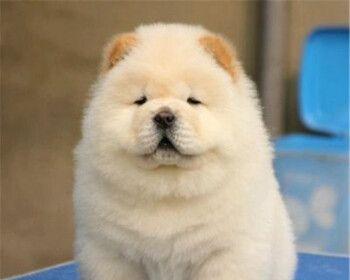 养宠犬，养出健康、快乐家庭（家宠狗养什么好）