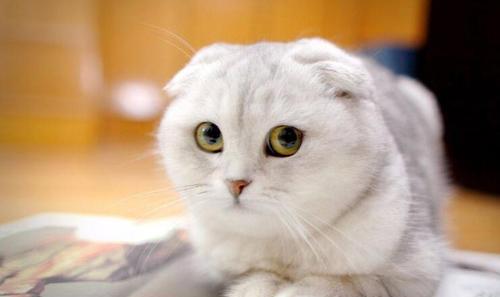 探讨宠物猫的价值从多个角度分析（探讨宠物猫的价值从多个角度分析）