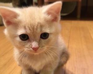 家猫是否会吃小猫（您宠爱的家猫是否是个杀手）