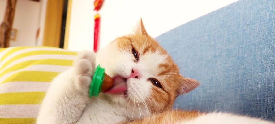 家猫是否会吃小猫（您宠爱的家猫是否是个杀手）