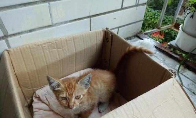 捡到小猫咪的故事（宠物之乐与责任）
