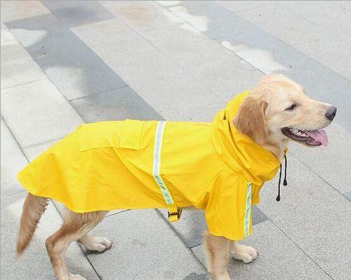 让你的金毛犬健康成长——以菜为主的饮食建议（宠爱你的金毛犬）