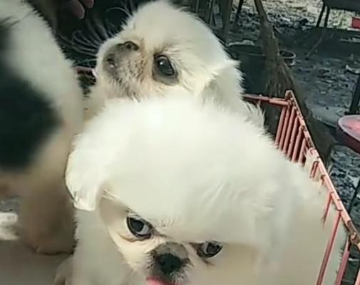 探秘京巴犬（了解京巴犬的魅力与特点）