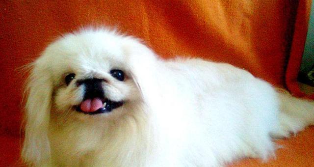 探秘京巴犬（了解京巴犬的魅力与特点）
