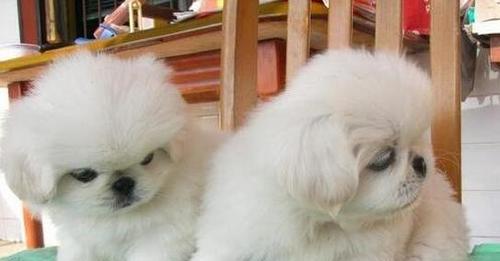 探秘京巴犬（了解京巴犬的魅力与特点）