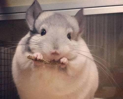 咖色龙猫的最佳宠物伴侣（如何搭配才能让咖色龙猫更加完美）