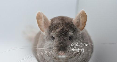 咖色龙猫的最佳宠物伴侣（如何搭配才能让咖色龙猫更加完美）