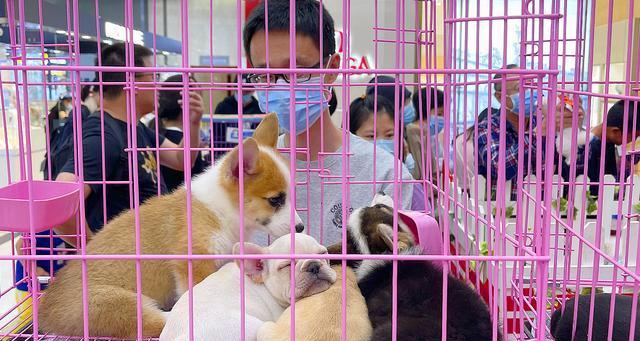 两个月小狗的营养需求——以牛肝为主（从宠物角度看待营养均衡）