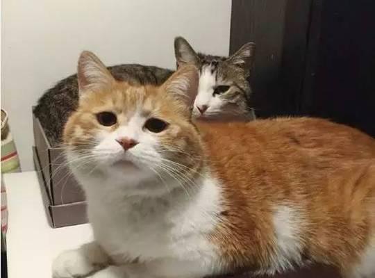 两只宠物猫咪的疯狂游戏（欢乐时光在宠物世界里）