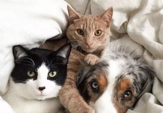 两只宠物猫咪的疯狂游戏（欢乐时光在宠物世界里）