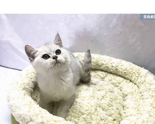 两只小猫的食物争夺战（宠物之间的博弈和友谊）