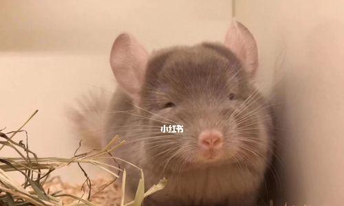 龙猫月子饮食指南（宠物龙猫如何在月子期间健康饮食）