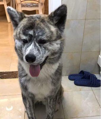 选购狗狗，了解不同品种特点（如何选择最适合自己的狗狗）