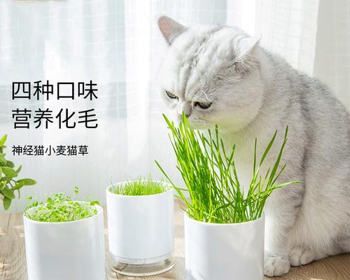 宠物猫草的饮食需求及每日食量（了解宠物猫草的吃法和注意事项）