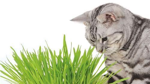 宠物猫草的饮食需求及每日食量（了解宠物猫草的吃法和注意事项）