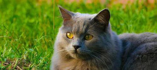 猫咪安眠药全解析（宠物爱好者必读）