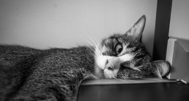 猫咪安眠药全解析（宠物爱好者必读）