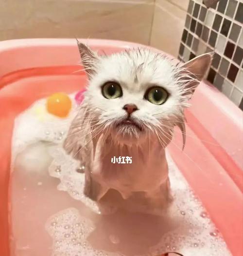 宠物猫洗澡的最佳时间（让你的猫咪在正确的时间洗澡）