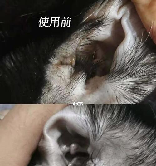 猫咪为什么会耳朵肿（探究猫咪耳朵肿的原因及治疗方法）
