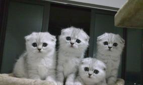 猫咪为什么会耳朵肿（探究猫咪耳朵肿的原因及治疗方法）