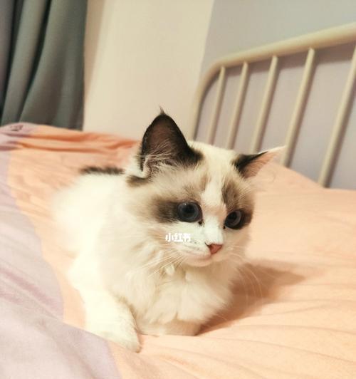 宠物猫的繁殖周期（掌握这些关键点）