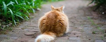 猫弓背（了解猫弓背）