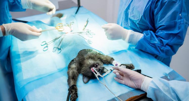 宠物猫绝育的重要性（保护宠物健康）