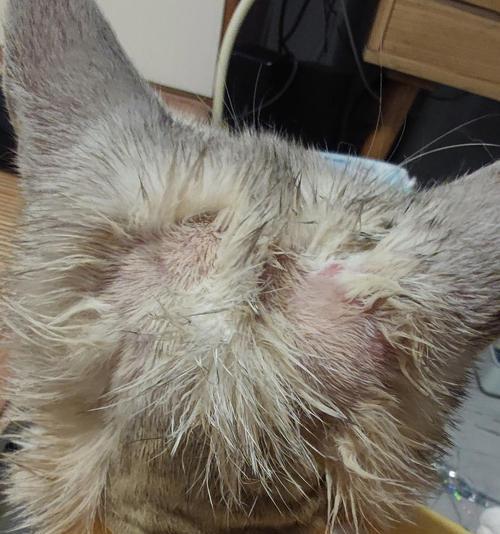 保护我们的宠物，从猫脓皮症开始（保护我们的宠物）