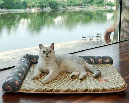 猫为什么叼小猫（探究猫妈妈叼小猫的原因及心理因素）