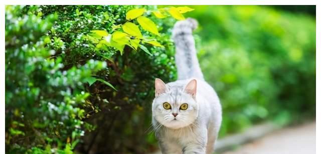 猫咪为何总是想要逃跑（探究猫咪逃跑的原因及应对方法）