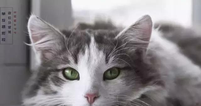 探究猫咪为何容易变得特别瘦（以宠物为主）