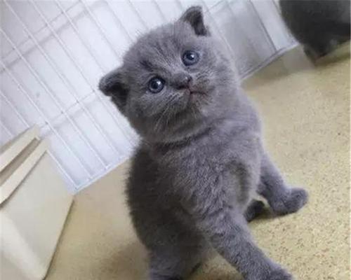 探究猫咪为何容易变得特别瘦（以宠物为主）