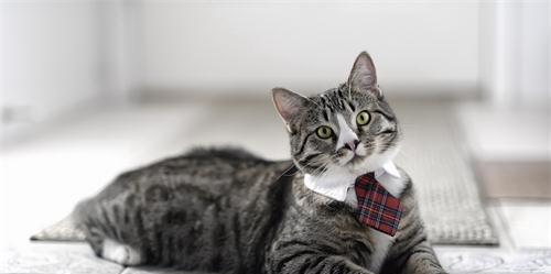 探究猫咪为何容易变得特别瘦（以宠物为主）