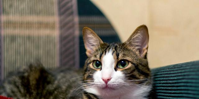 宠物猫细小病毒的传染及防治（保护你的爱宠远离猫细小病毒）