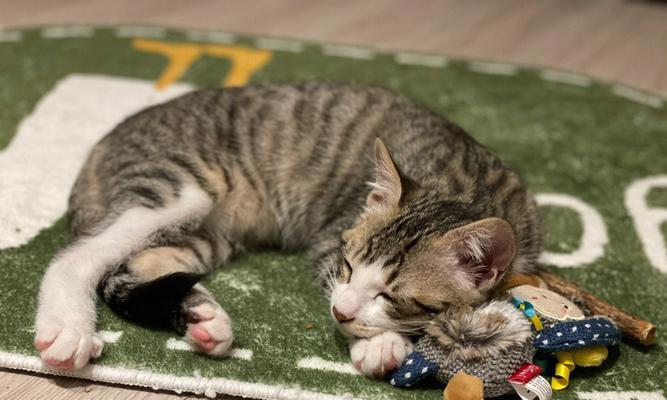 猫咪睡觉时间的秘密（揭秘猫咪为何偏爱在晚上9点睡觉）