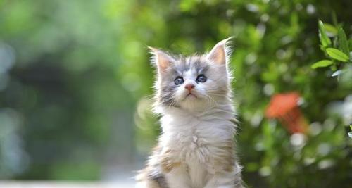 调皮的猫咪（宠物家庭的“小恶魔”）