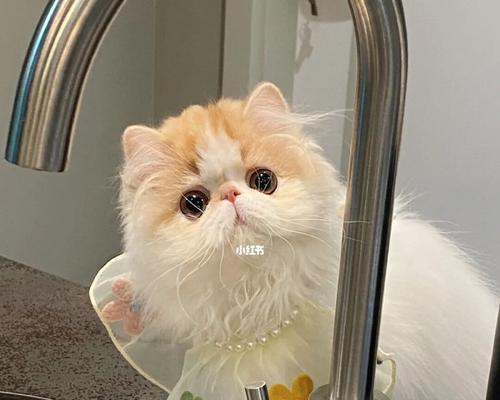 调皮的猫咪（宠物家庭的“小恶魔”）