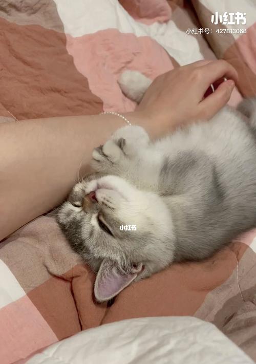 深夜里，猫咪的踩奶之谜（揭秘猫咪半夜踩奶的原因与意义）