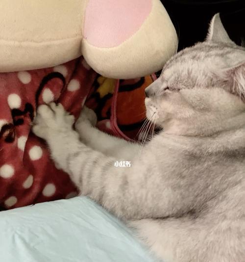 深夜里，猫咪的踩奶之谜（揭秘猫咪半夜踩奶的原因与意义）