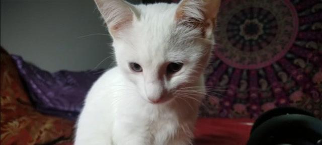 猫咪背上的白毛——宠物之美（探索背白猫咪的奥秘）