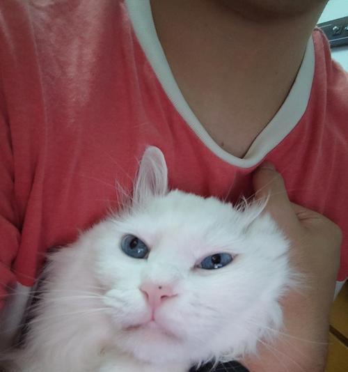 猫咪背上的白毛——宠物之美（探索背白猫咪的奥秘）