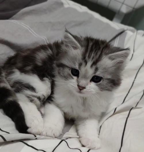 猫咪背上的白毛——宠物之美（探索背白猫咪的奥秘）
