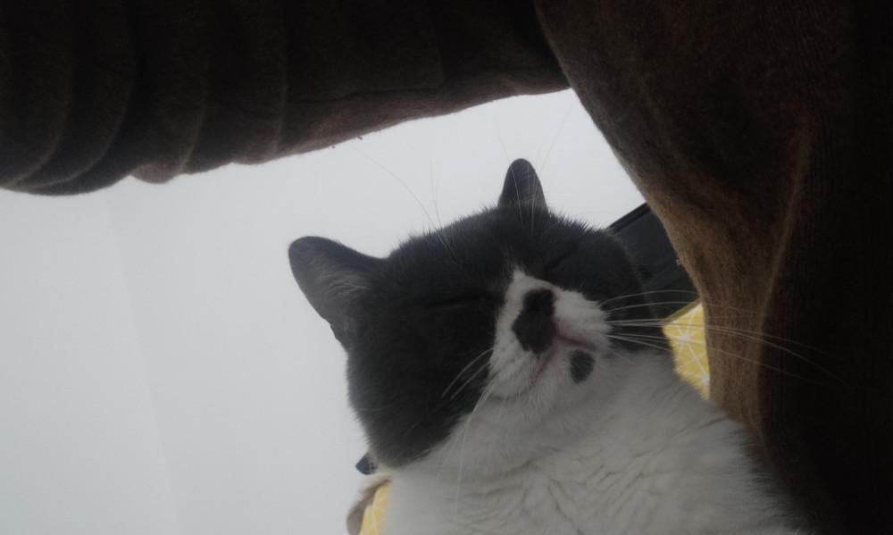 如何安抚宠物猫咪受到惊吓的情绪（宠物猫咪的惊吓反应）