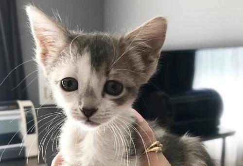 猫咪鼻子干燥引起呕吐的原因及应对方法（宠物护理）