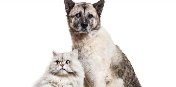 猫咪老化征兆——了解宠物健康的关键（宠物变老的征兆及如何延缓衰老过程）