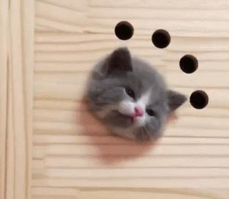 猫咪脖子扭伤了！如何快速治疗（宠物健康保障）